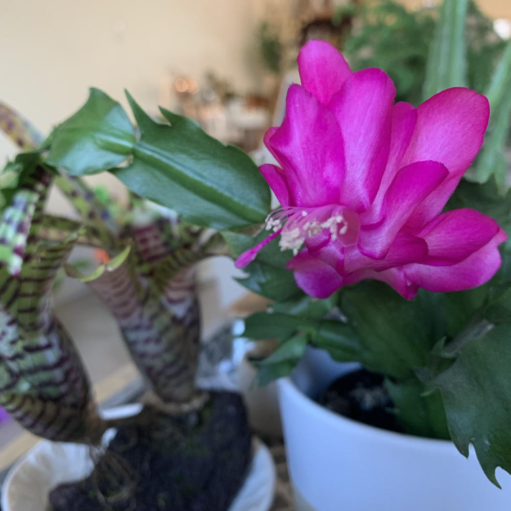 fuchsia cactus