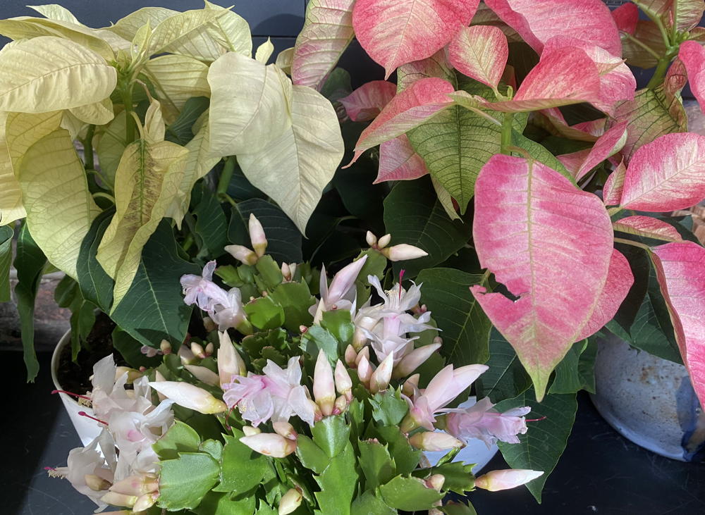 grouping of holiday plants - christmas cacti and poinsettias