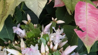 Holiday plants - christmas cacti and poinsettias