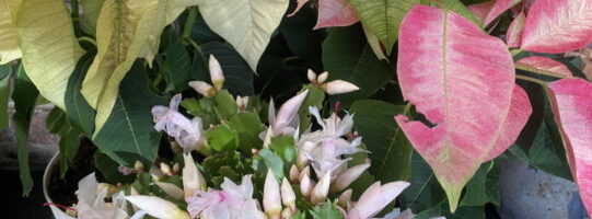 Holiday plants - christmas cacti and poinsettias