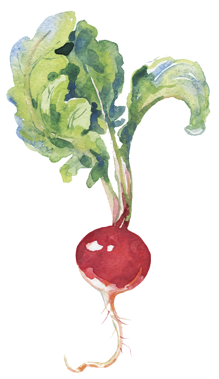 radish drawing