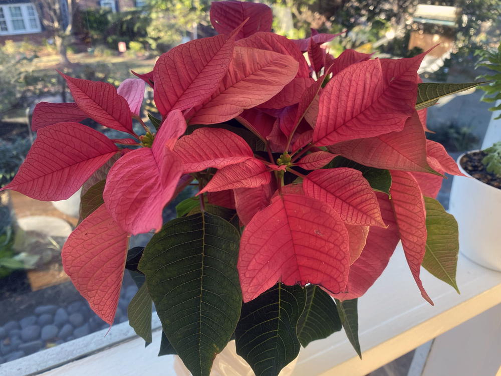 Red poinsettia in pot