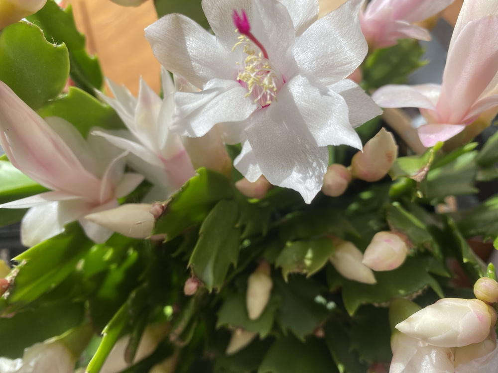 white blooming cactus