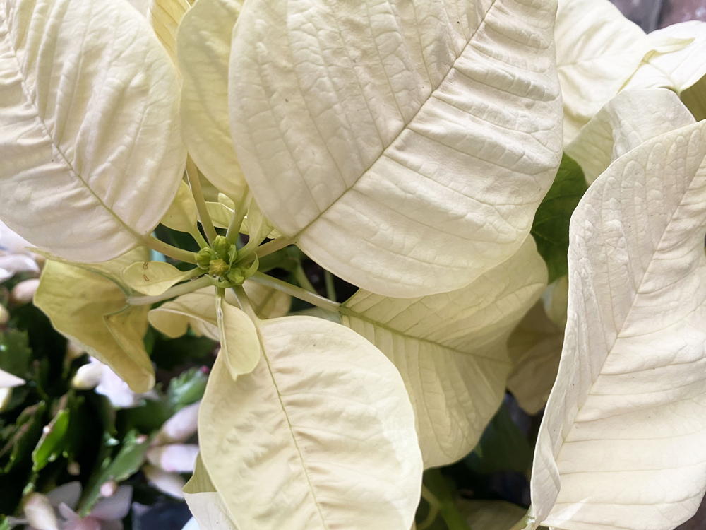 In this image you can see the smaller flowers in the middle of the white bracts