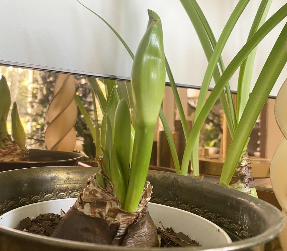 Amaryllis bud that’s about to bloom