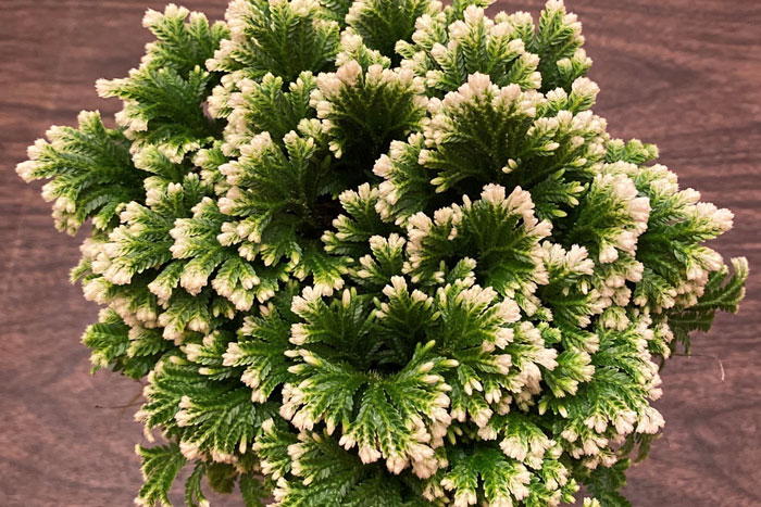 frost moss fern