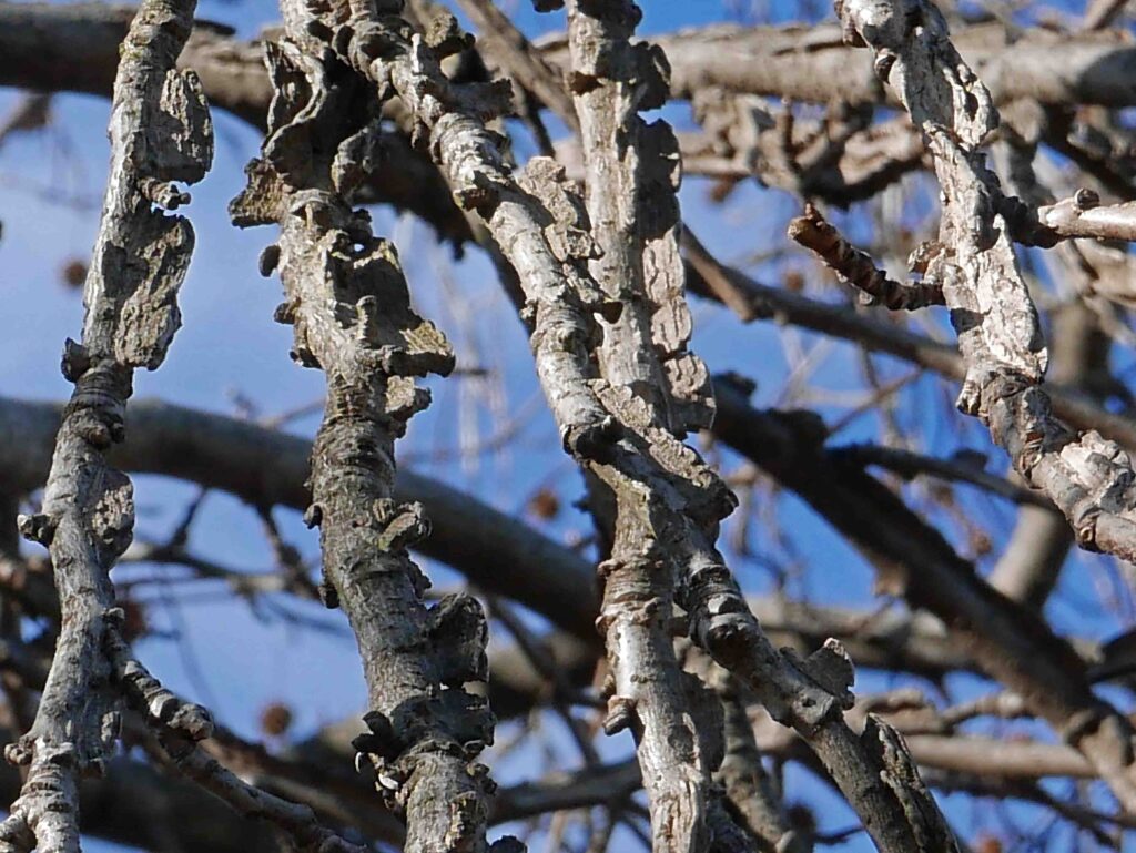 The corky-winged branches of Liquidambar styraciflua (Sweetgum) in February.