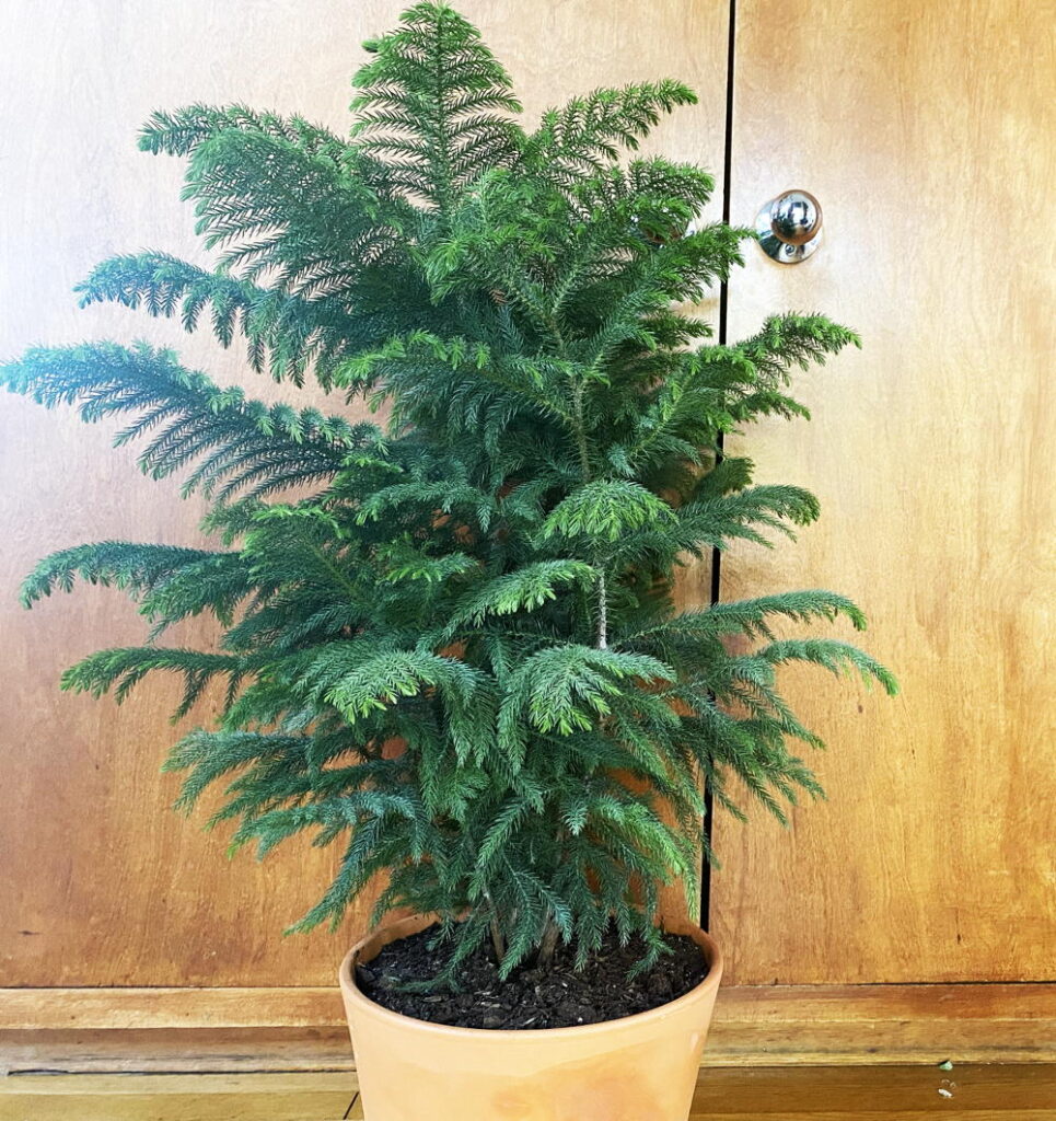 Norfolk Island Pine