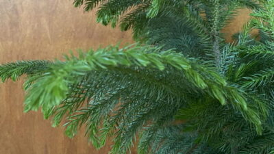 Norfolk Island Pine close up