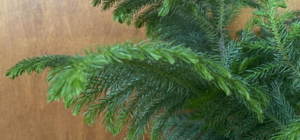 Norfolk Island Pine close up