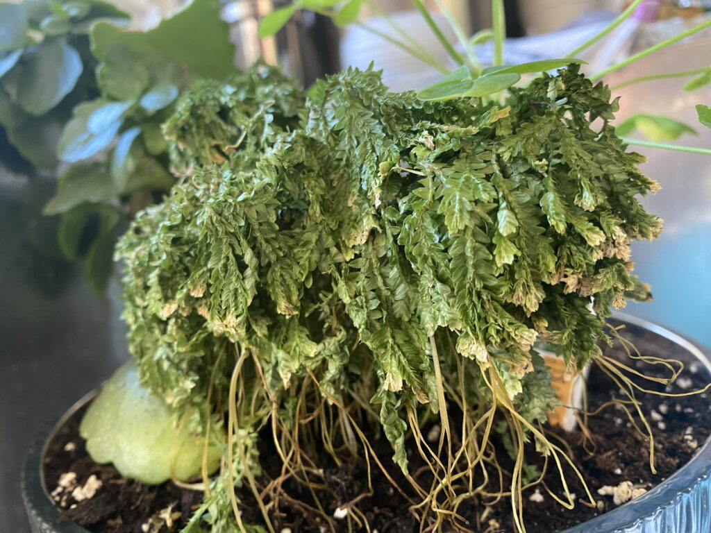 Frost moss