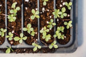 close up shot of seedlings