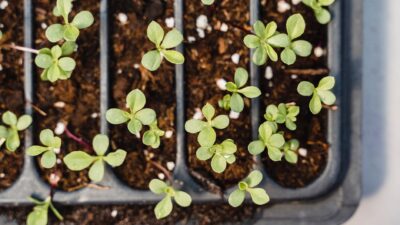 close up shot of seedlings