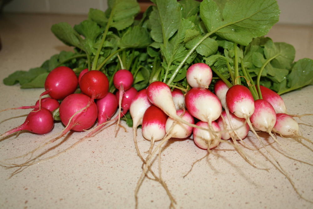 Two types of radishes.