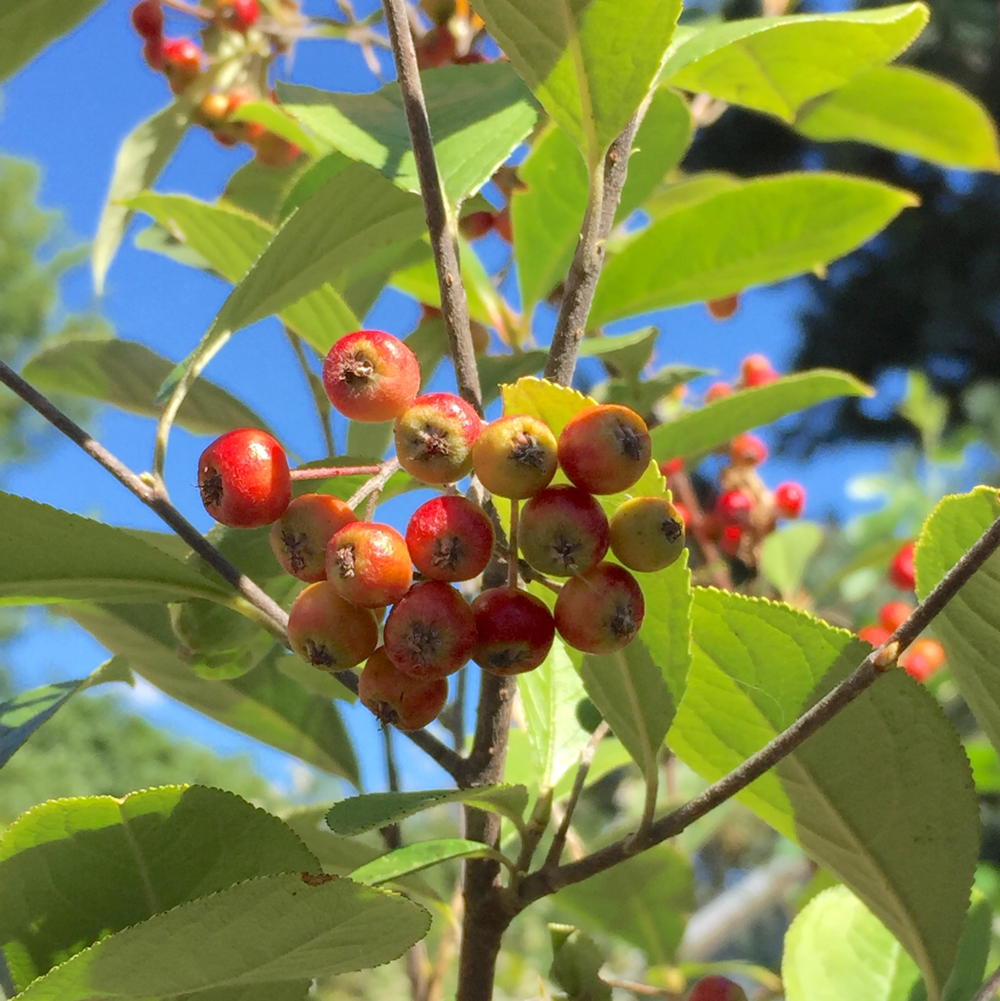 Aronia arbutifolia
(Red Chokeberry)