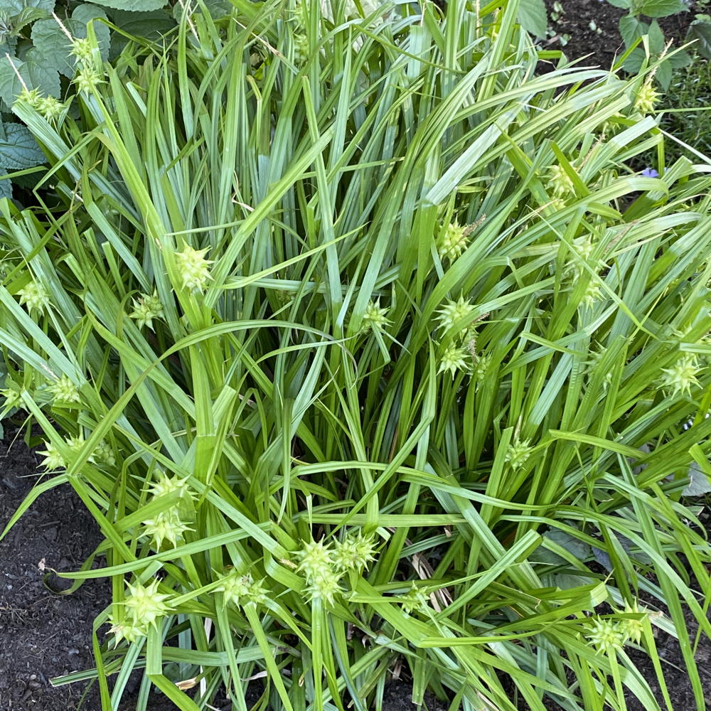 Gray’s Sedge (Carex grayi) Photo © Elaine Mills