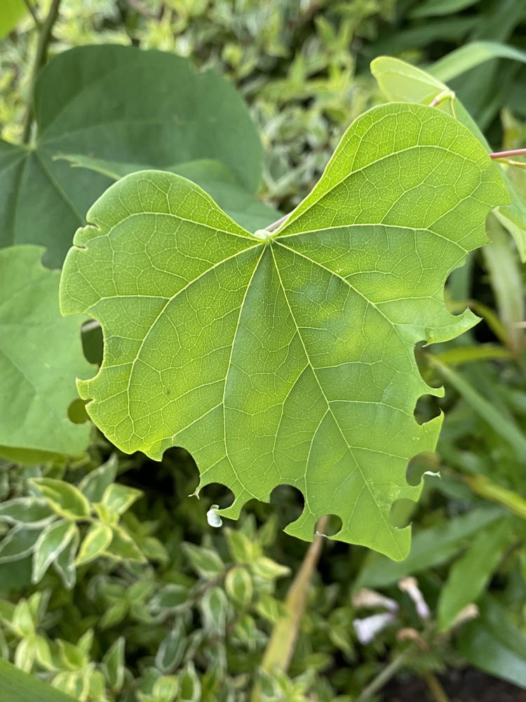 Redbud leaves with holes created by leafcutter bees.