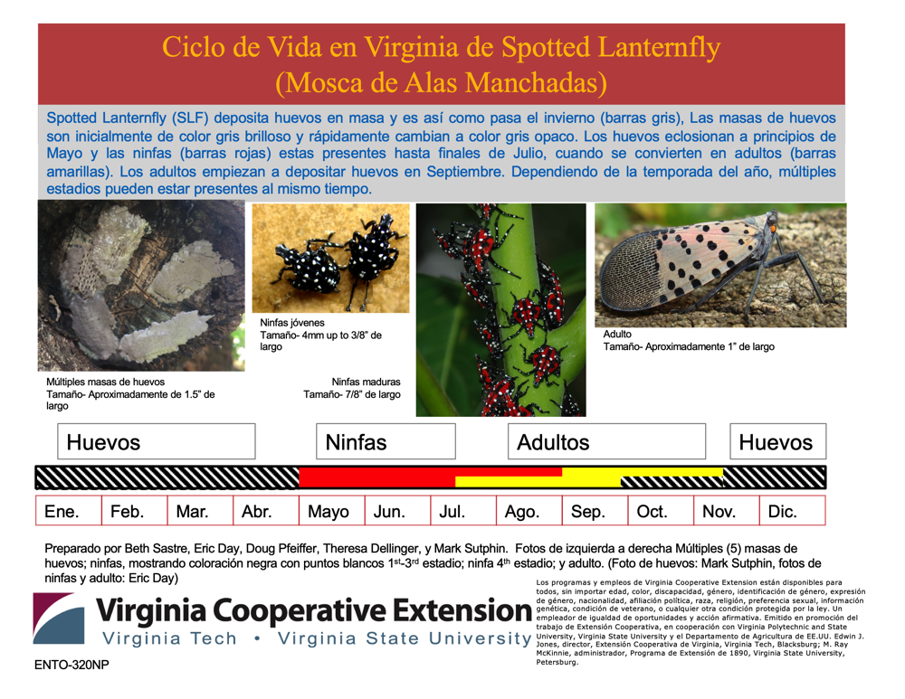 Ciclo de Vida en Virginia de Spotted Lanternfly (Mosca de Alas Manchadas)