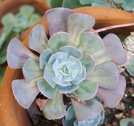 Echeveria_lilacina