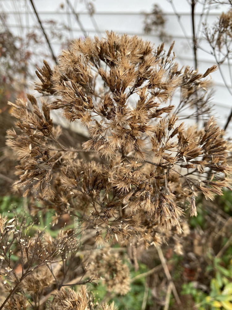 Joe-pye-weed (Eutrochium dubium)stems are retained through winter for seed