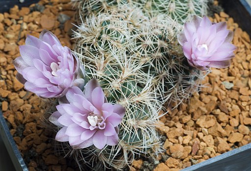 Gymnocalycium Bruchii blooming cactus
