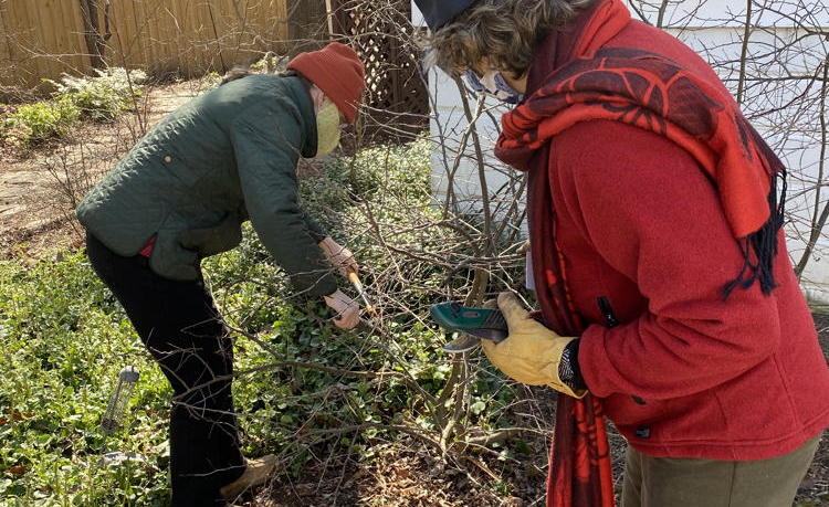 Master gardeners pruning during a practicum.