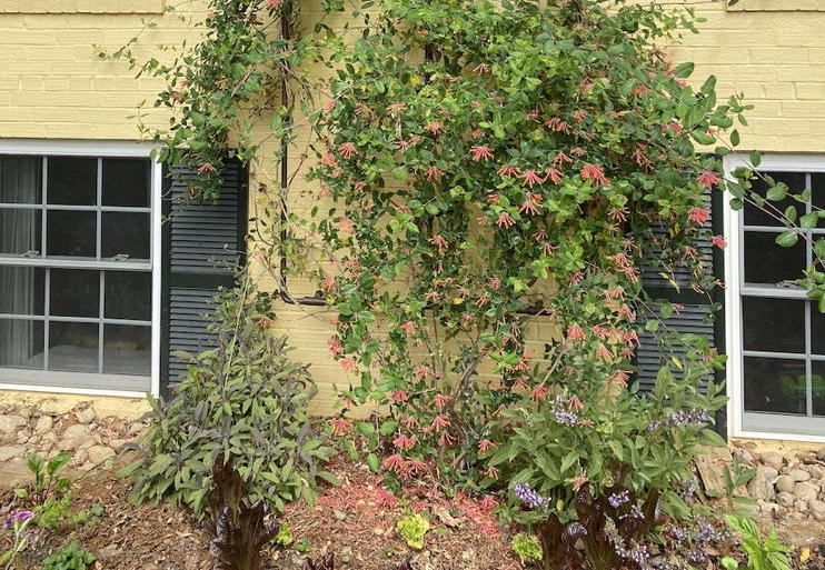Lonicera sempervirens in landscape