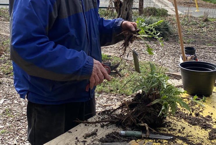 Master gardener dividing perennials