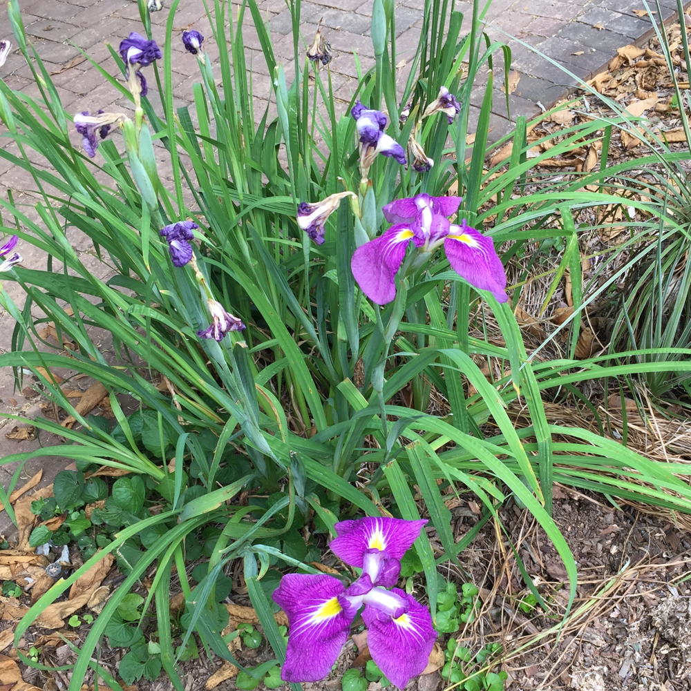 Virginia Blue Flag (Iris versicolor) 
Photo © Elaine Mills