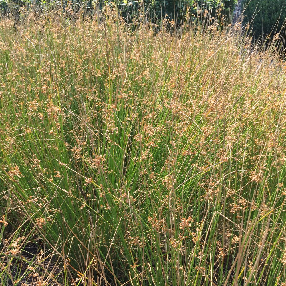 Common Rush (Juncus effusus) Photo © Elaine Mills