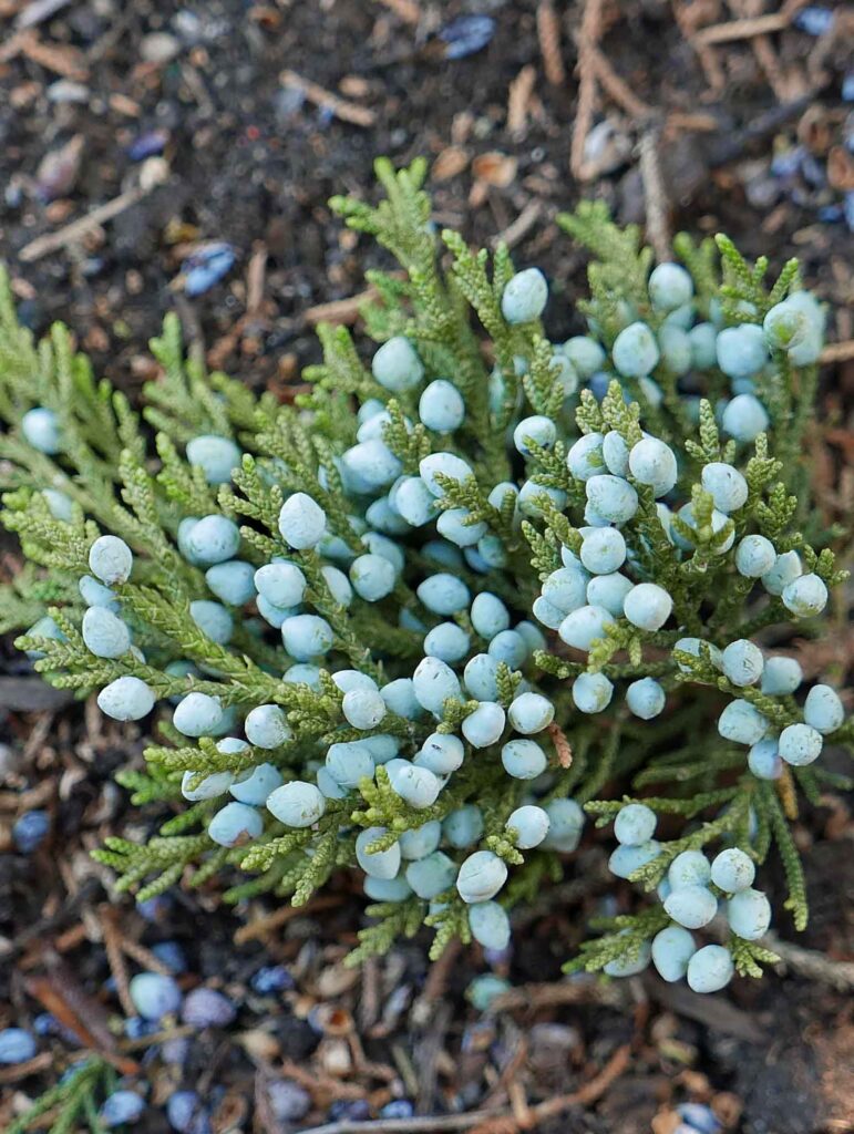 Native Juniperus virginiana (eastern redcedar) lance-oval, scale-like, crowded foliage with berry-like cones in August.