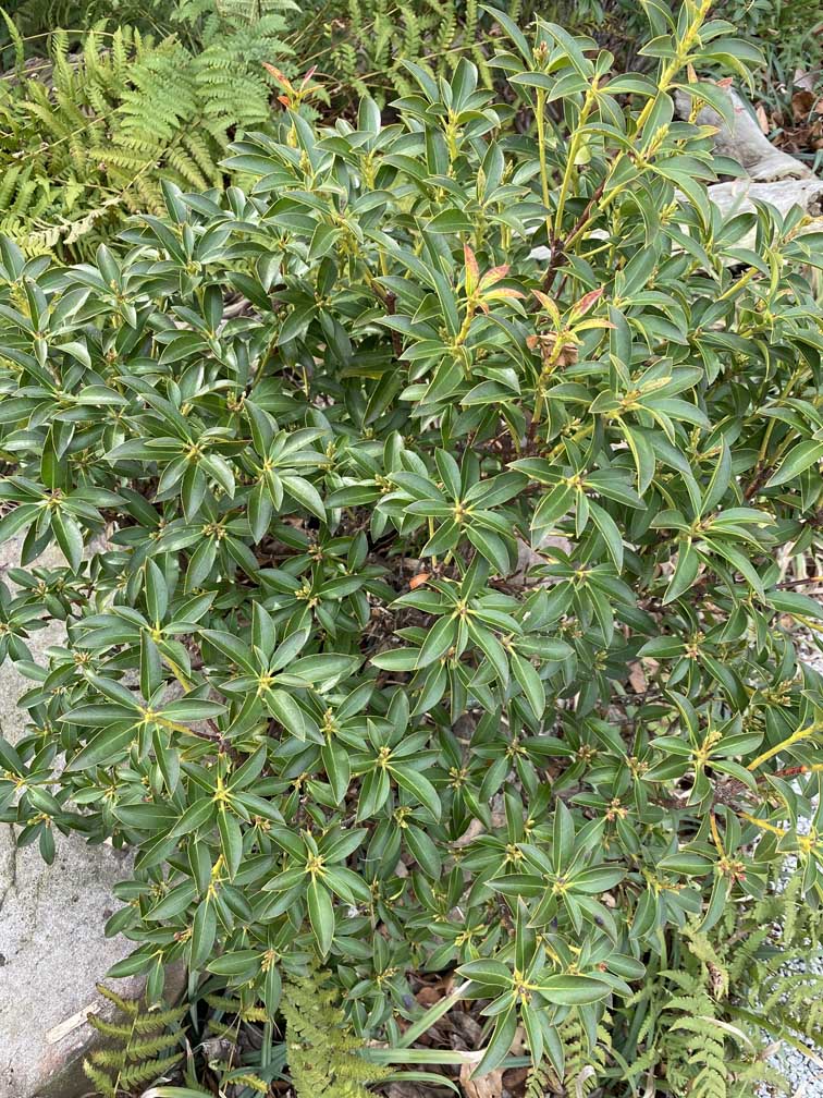 Broadleaf evergreen shrub Kalmia latifolia 'Elf' in February.