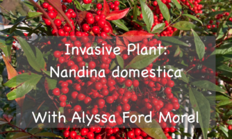 invasive plant: Nandina domestica slide