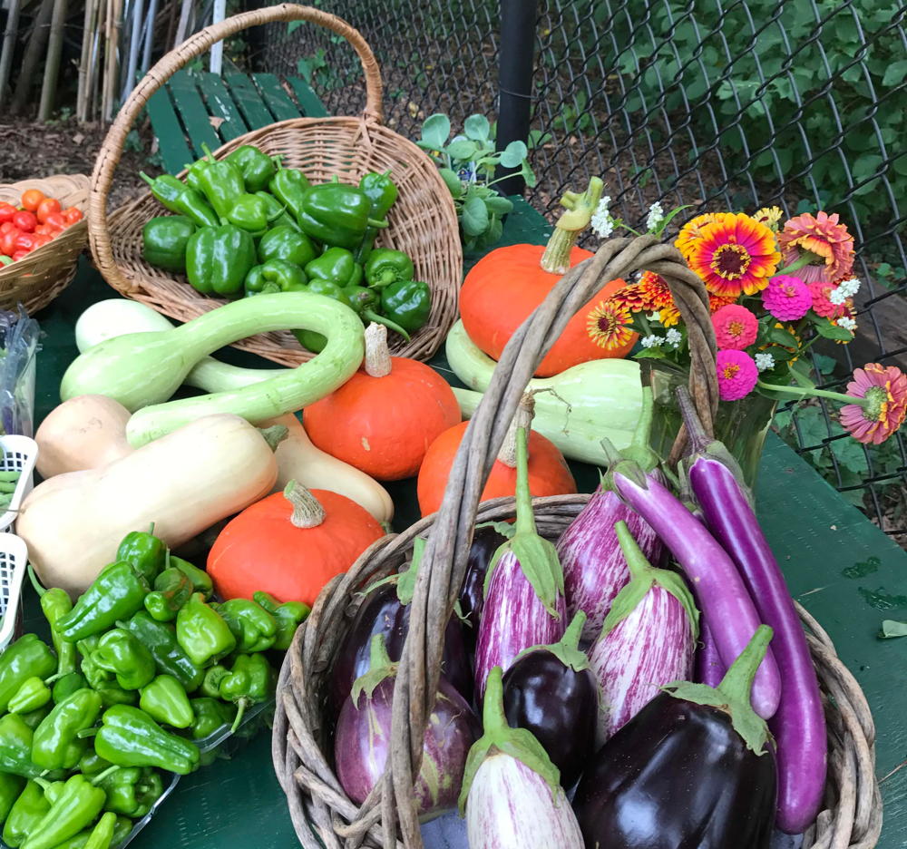 An August harvest from the Organic Vegetable Garden