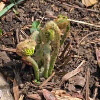 Fiddleheads of Claytosmunda claytoniana