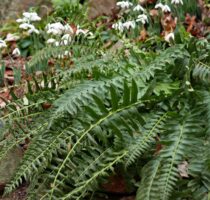 Evergreen fronds of Polystichum acrostichoides(Christmas fern) on Christmas Day at Bon Air Park's Quarry Shade Garden.
