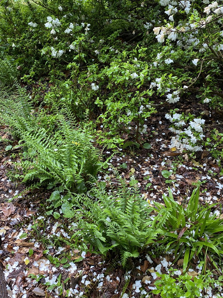 • Christmas fern (Polystichum acrostichoides) gets its name from its evergreen nature and the stocking-like shape of its frond leaflets.