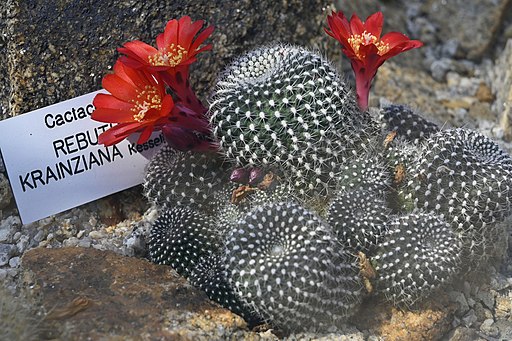 Rebutia krainziana cactus with red blooms