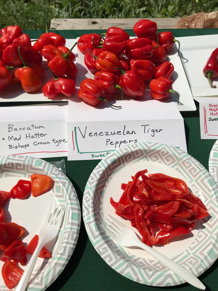 Variety of peppers on paper plate