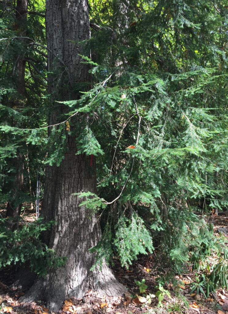 Tsuga canadensis branches in September.
