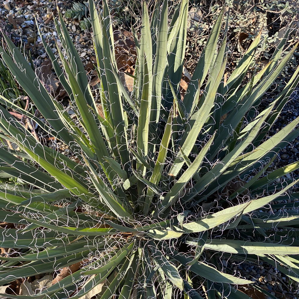 Yucca filamentosa
(Common Yucca)