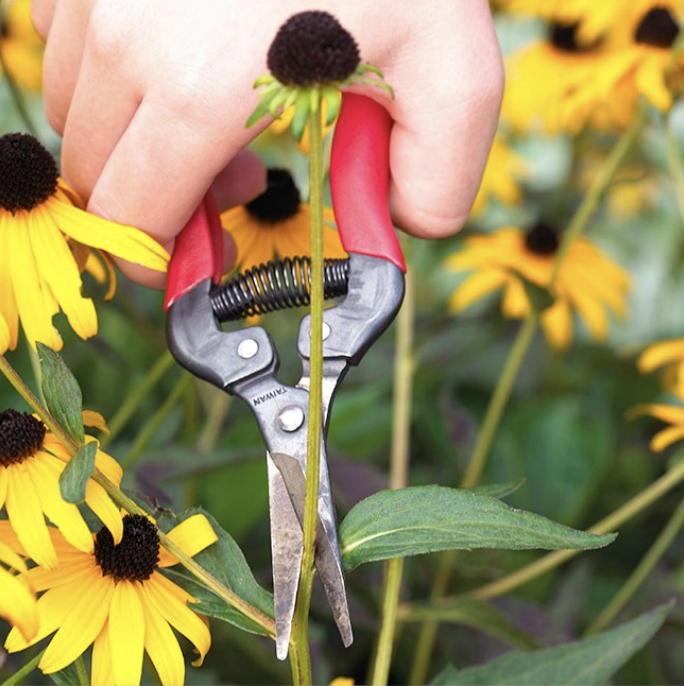 Pruning rudbeckia