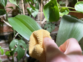 cleaning dusty houseplant leaves