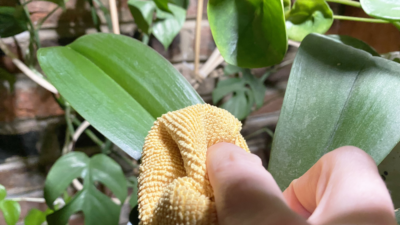 cleaning dusty houseplant leaves