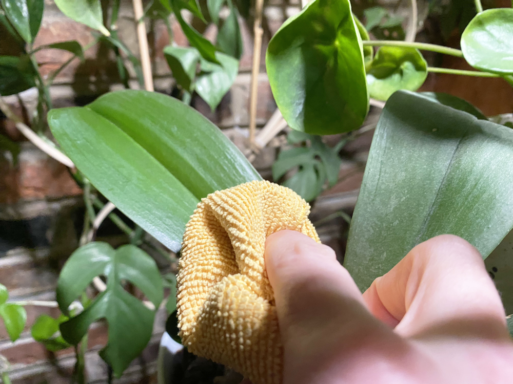cleaning dusty houseplant leaves