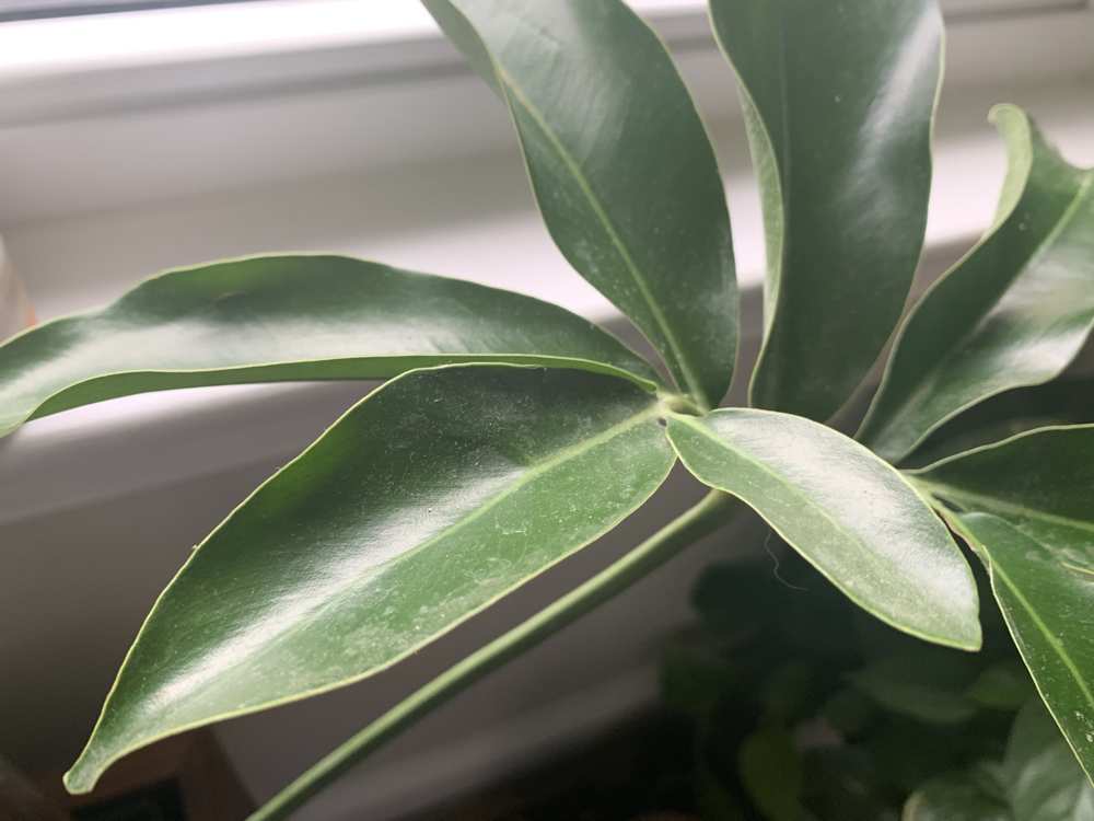 Dusty houseplant leaves
