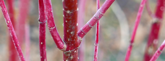 Red twig dogwood