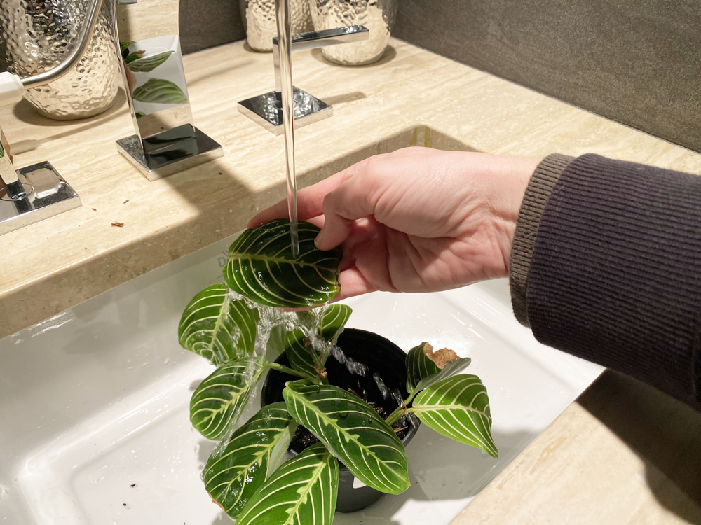 Rinsing plant leaves in sink.