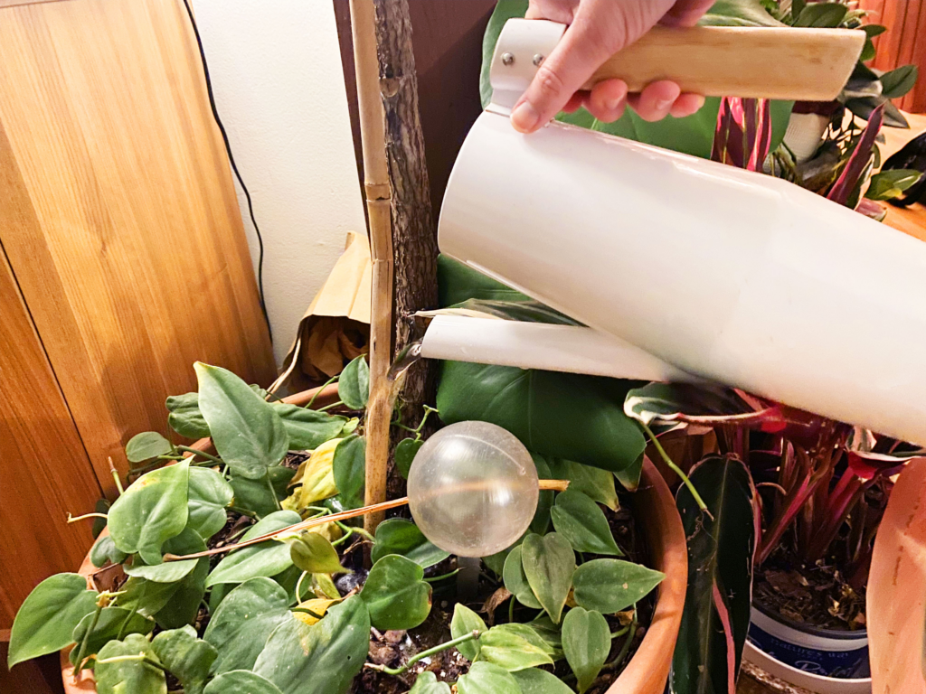 Watering houseplant