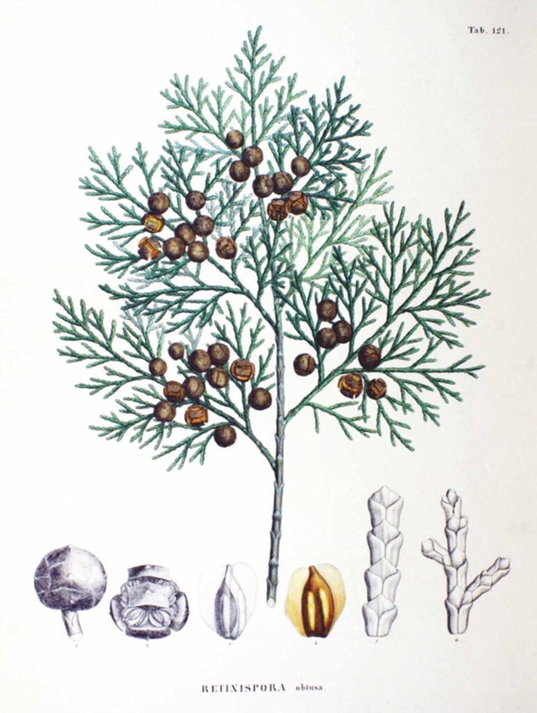 Chamaecyparis obtusa courtesy of Philipp Franz von Siebold and Joseph Gerhard Zuccarini, Flora Japonica, Sectio Prima (Tafelband).